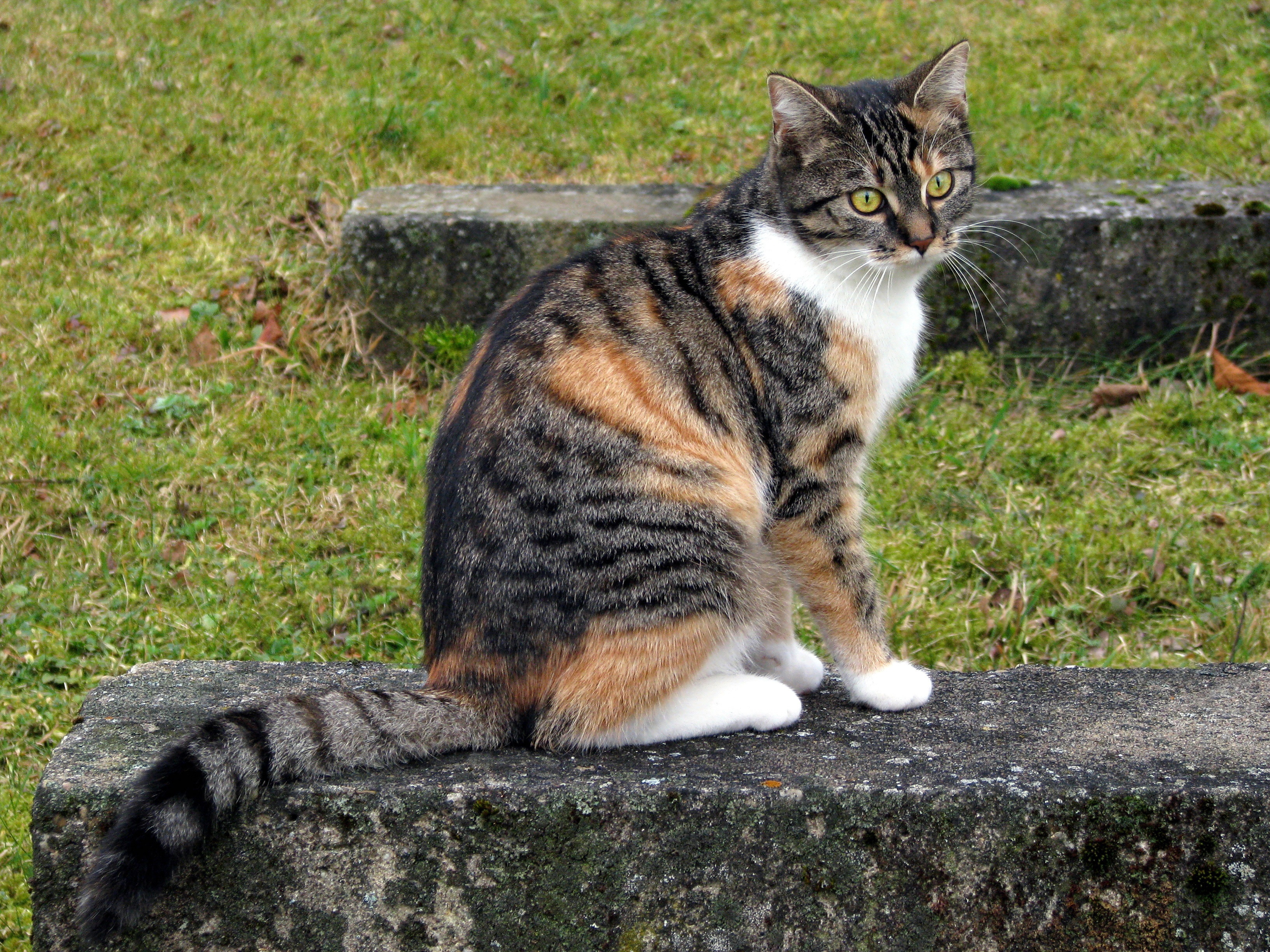 Photo of Cat